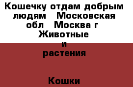 Кошечку отдам добрым людям - Московская обл., Москва г. Животные и растения » Кошки   . Московская обл.,Москва г.